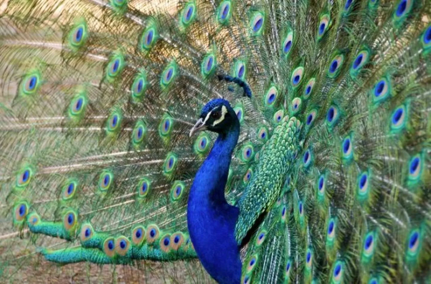 Raksta foto