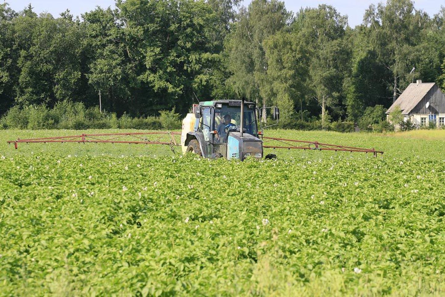 Eeriksaare kartulipõllud on rohelised, kuid ainult tänu sellele, et salakavalalt
varitsevat lehemädanikku on mitu korda tõrjutud.