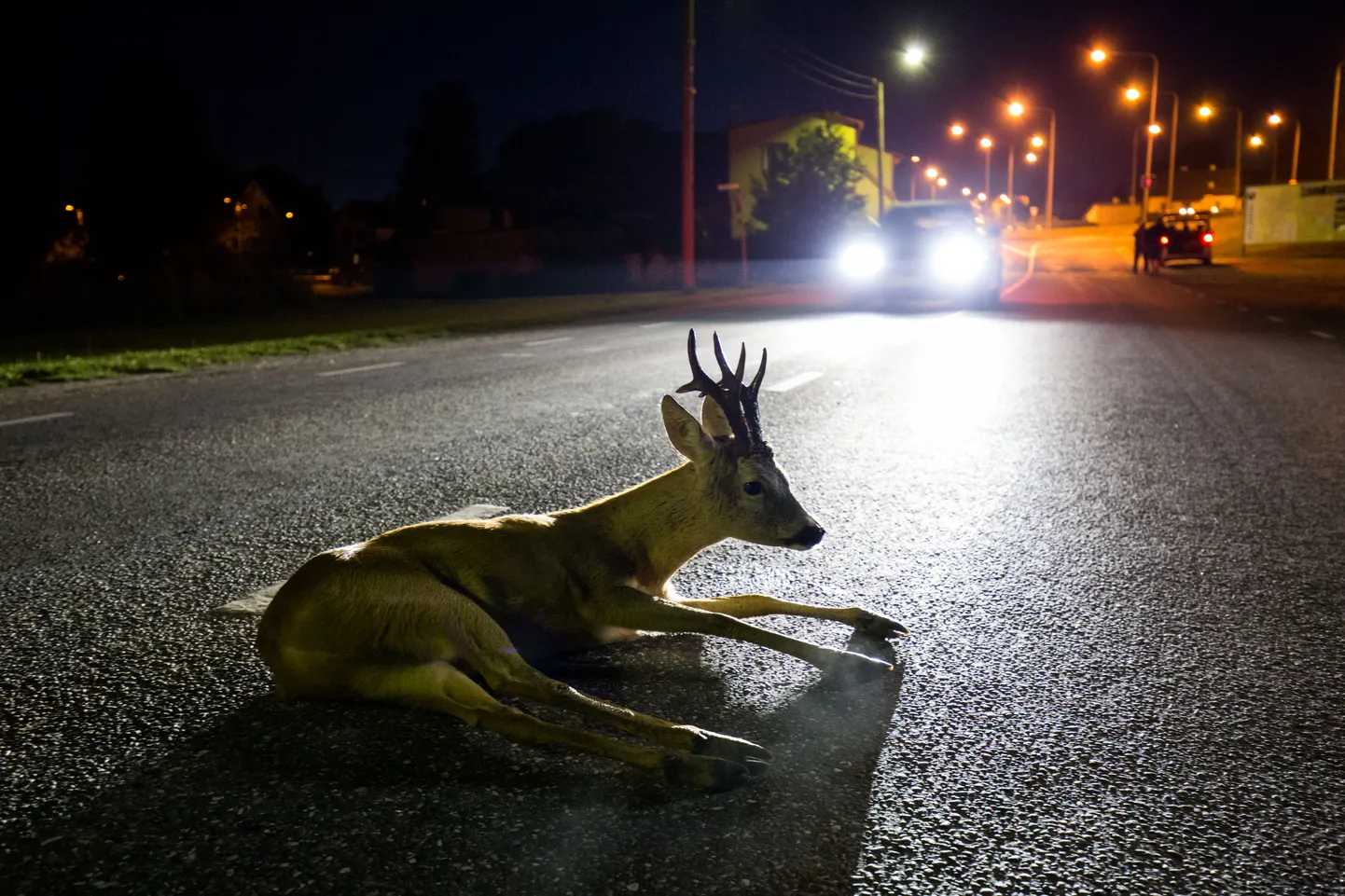 Metskits. Pildil autolt löögi saanud sokk. Kösti.