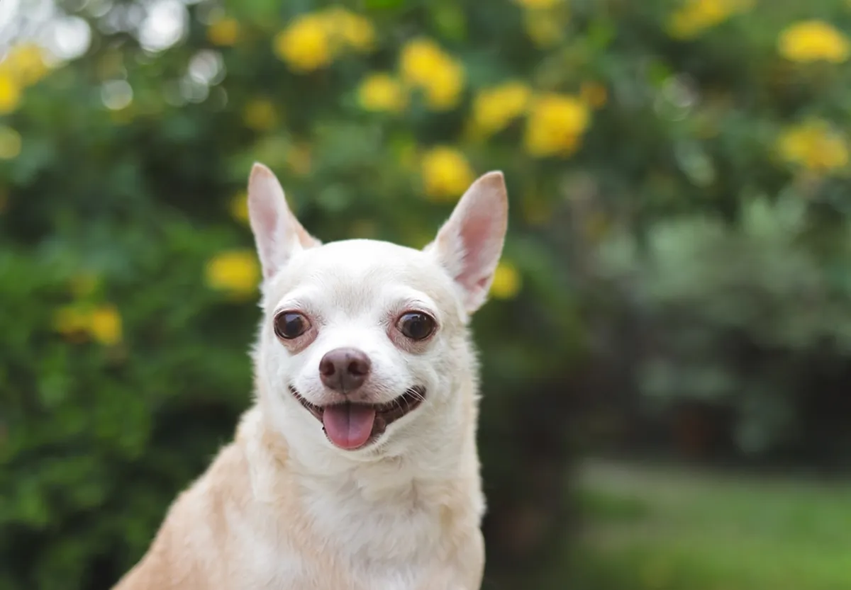 Chihuahua
