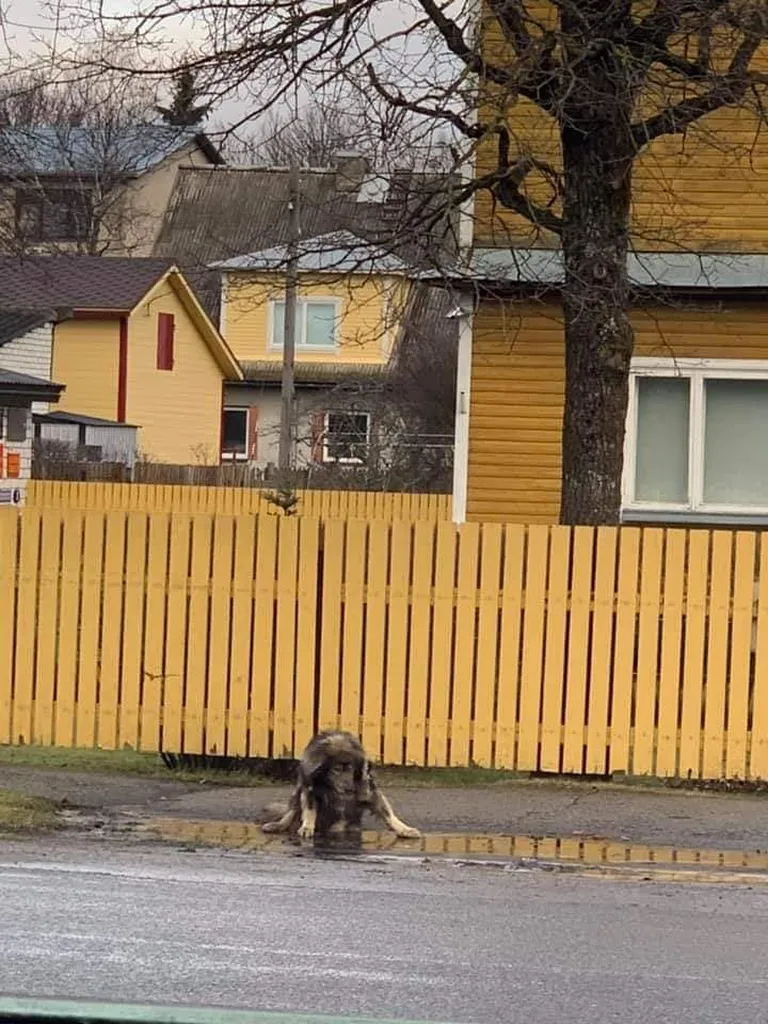 Koera armetu olukord pani loomasõprade südamed verd tilkuma.