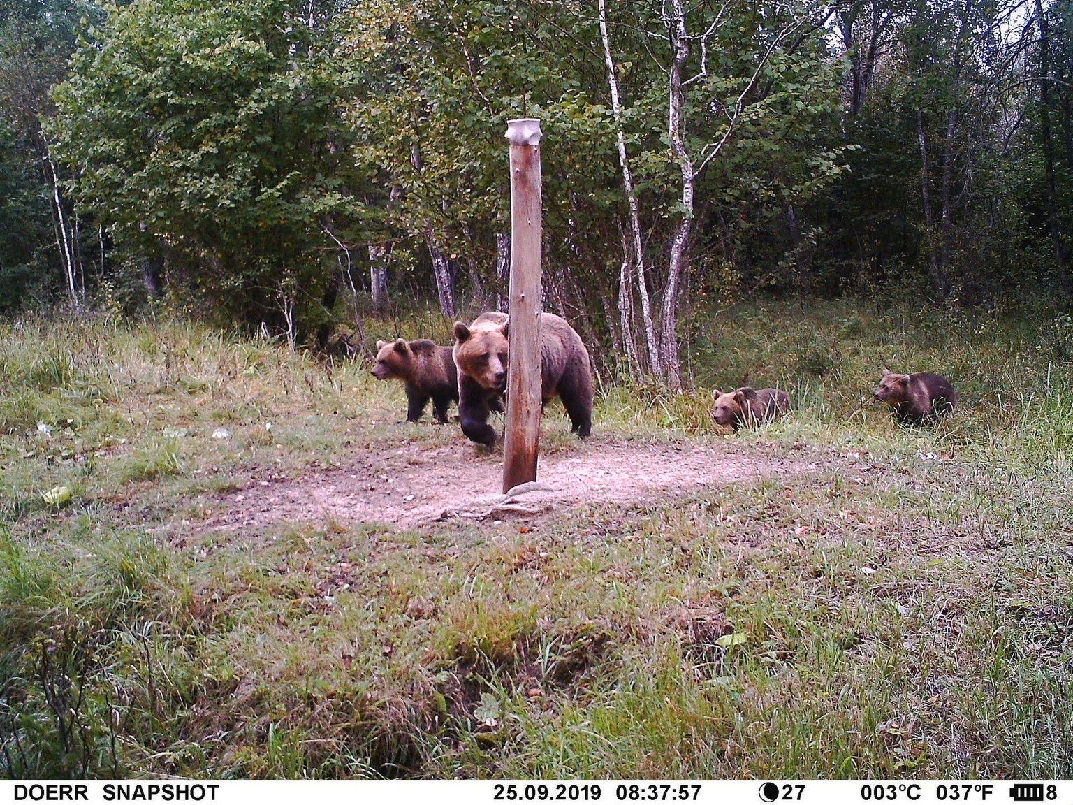Медведи в деревне Лыо.