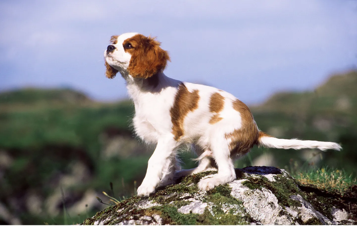 Cavalier king charles spanjel