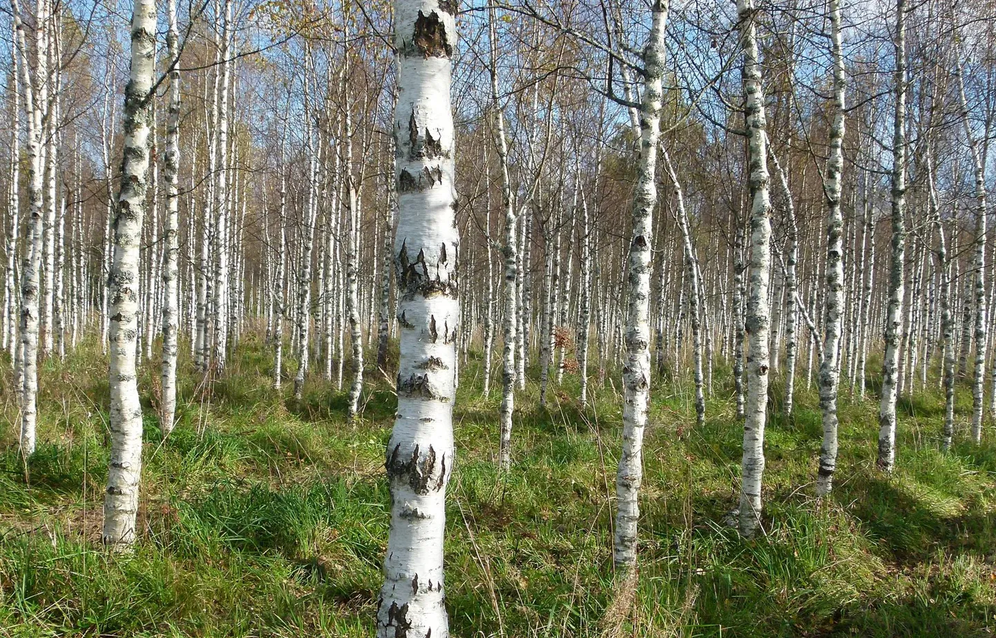 Leemoti talu maarjakaasik on rajatud nii seemne- kui ka kloonitaimedest, kusjuures seemnetaimed olid suures ülekaalus. Saetud noti otsast veel maarjakase kirimustrit täies ilus ei näe – see avaldub alles lihvitud puidus. Näidissuveniirid ongi valmistatud eesmärgiga näha, milline kaskede muster on.