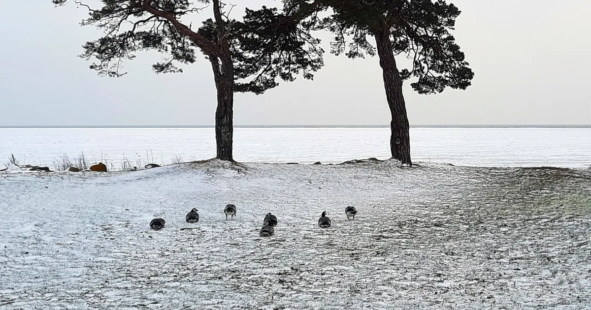 Lagled jäid Säärel lumevangi