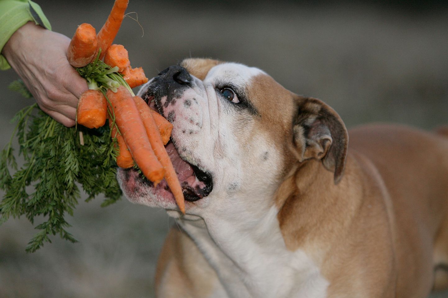 Можно собаку съесть. Овощи для собак. Собака с морковкой. Собака ест морковку. Собака ест овощи и фрукты.