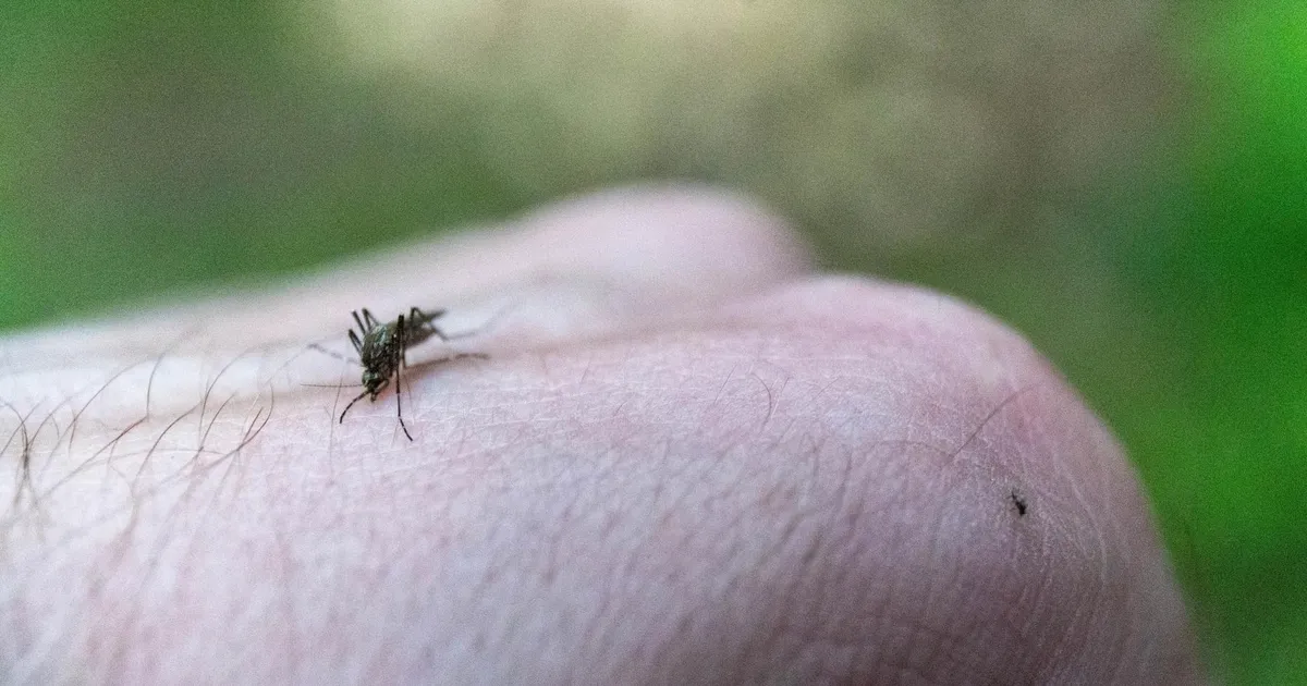 Sajune kevad tõi sääseuputuse. Mida teha?