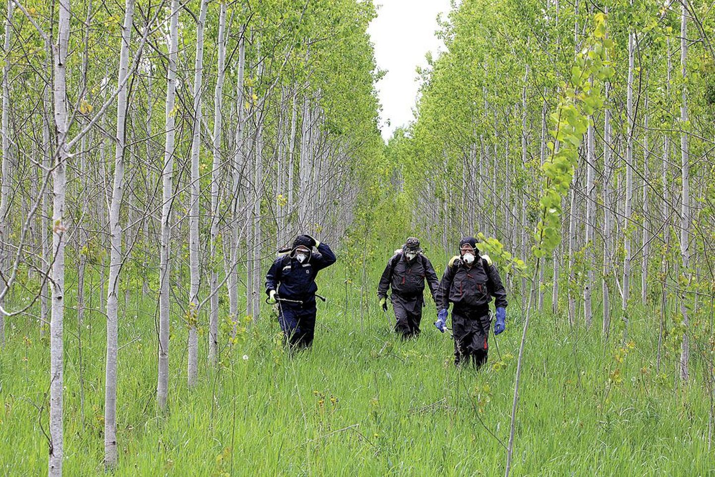 Maskis mehed metsas: karuputke tõrjel tuleb kanda kaitseriietust, et putke söövitav mahl nahaga kokku ei puutuks.