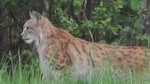 VIDEO ⟩ Setomaal jäi kaamera ette lõunasöögiks konnasid ja hiiri püüdnud ilves