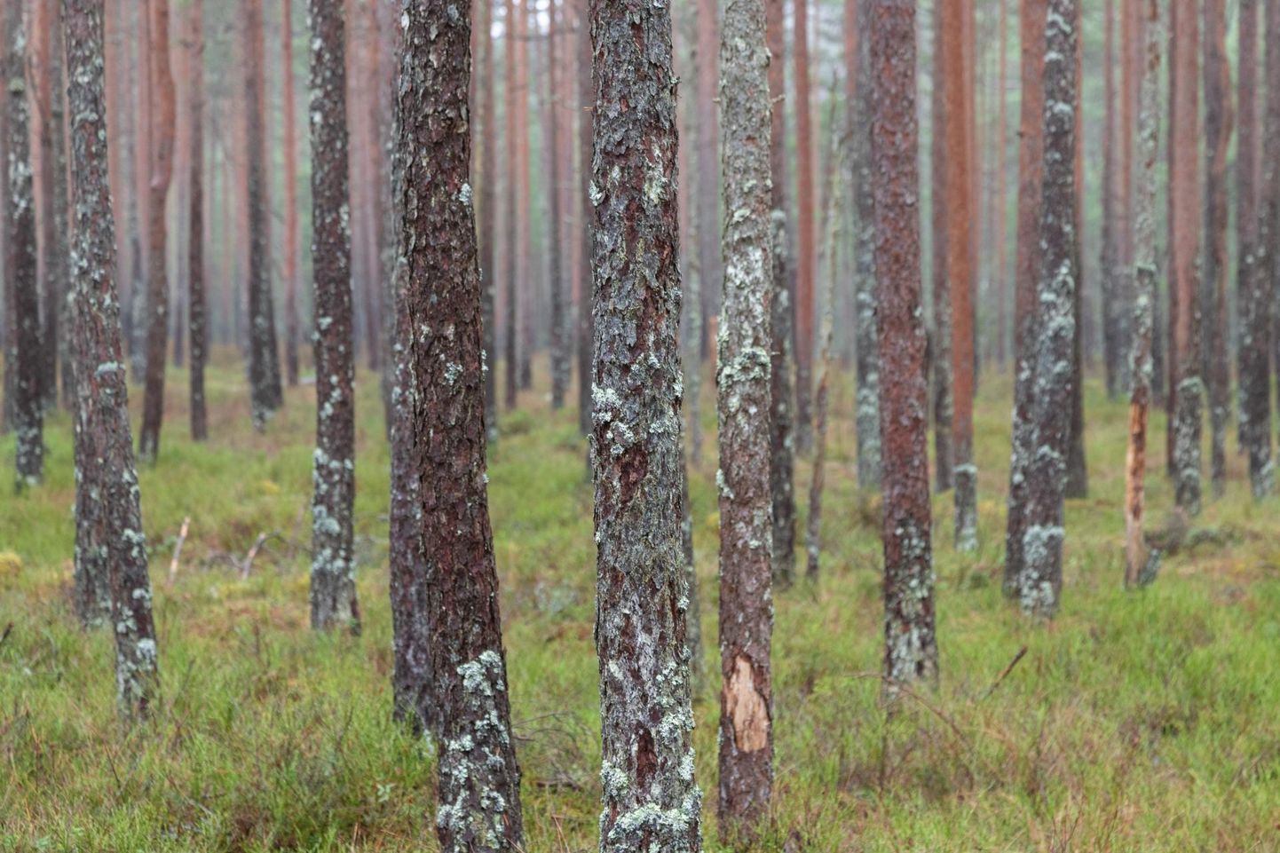 Okaspuumets ­kasvab täiskõrgusse 30–35 aastaga