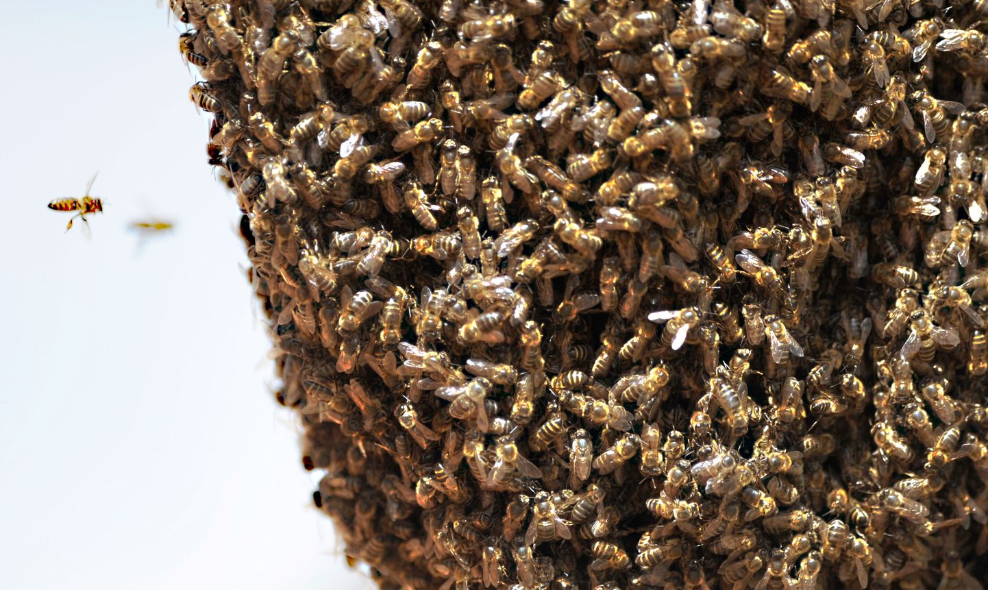 Mesilased valisid puhkekohaks lennukitiiva