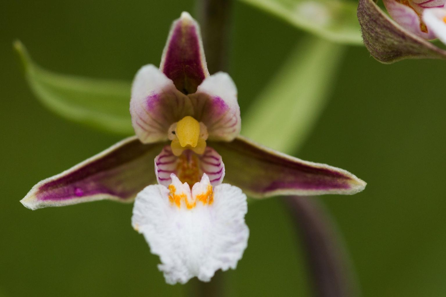 Eesti aasta orhidee, soo-neiuvaip võib kasvada poolemeetriseks.