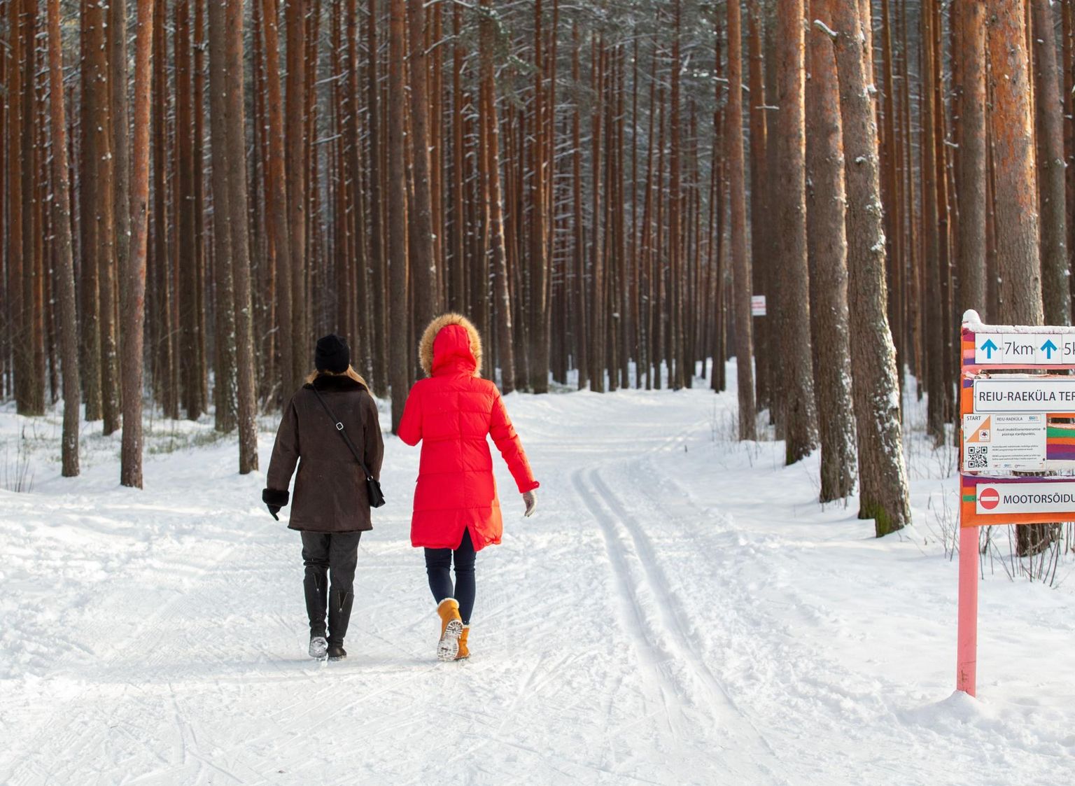 Suusaraja valmistamist Raeküla metsas hakkab korraldama Pärnu spordikool.