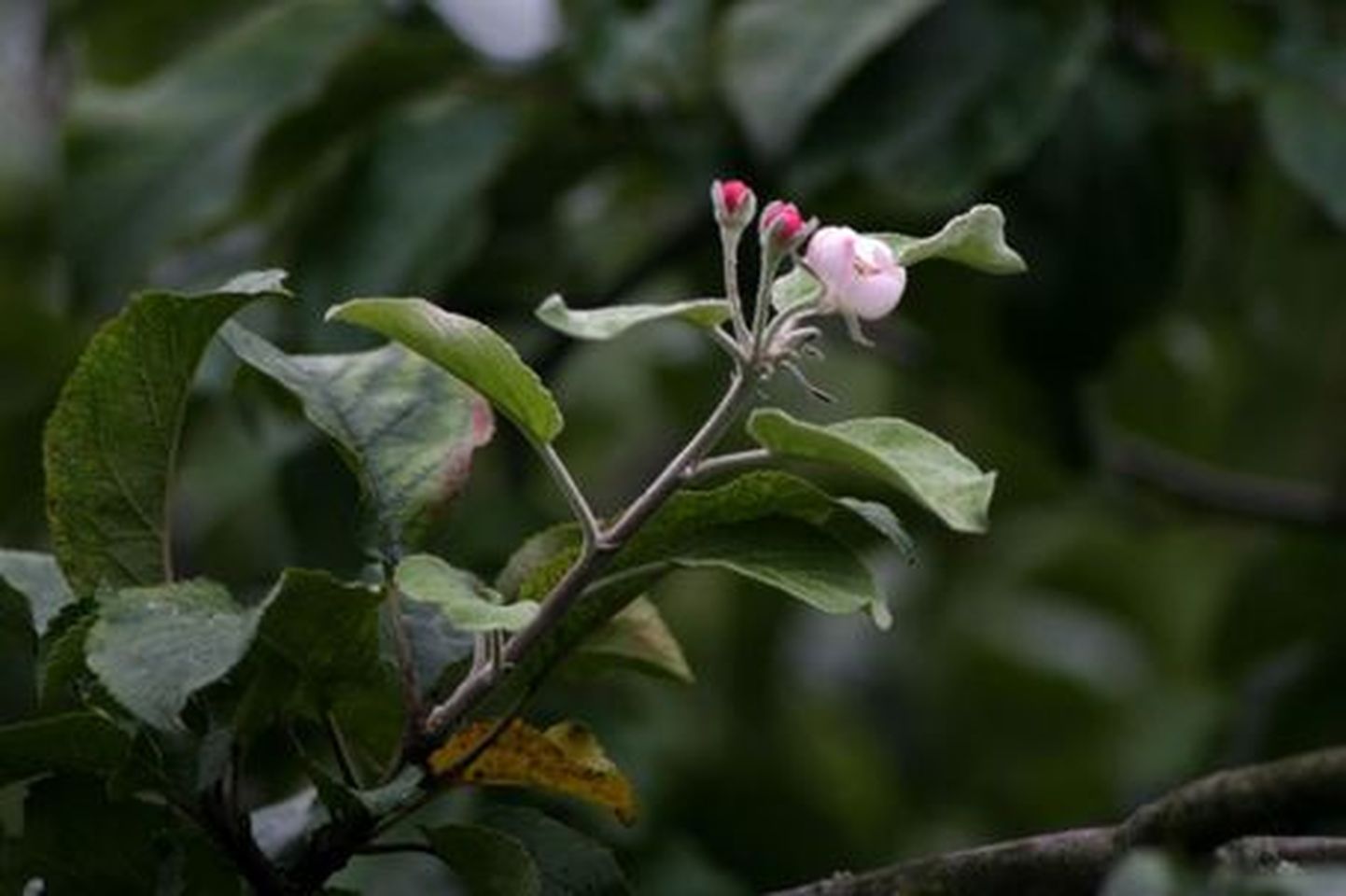 Õunapuul on õied kõrvuti kollaste lehtedega.