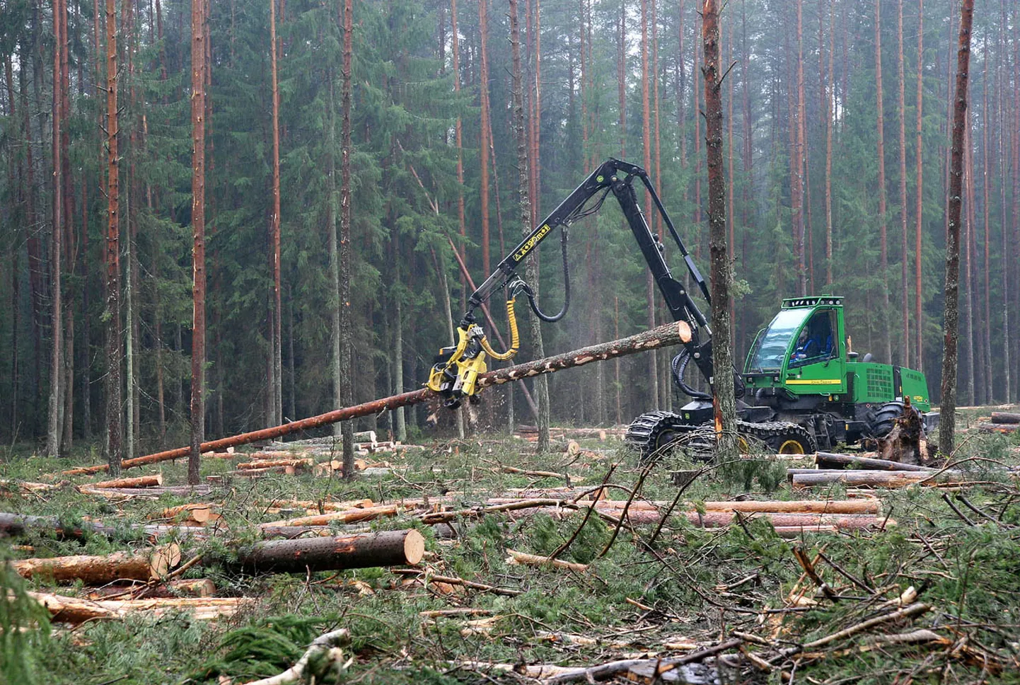 Ka väljaspool kaitseala tehtavad raied võivad mõjutada naabruses kaitstavaid elupaiku.