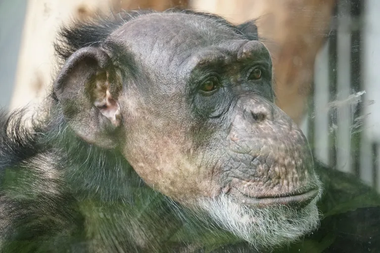 Šiimpans