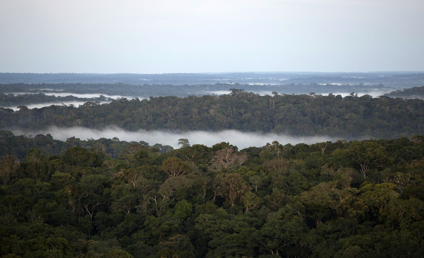 Amazonase vihmamets Brasiilias.