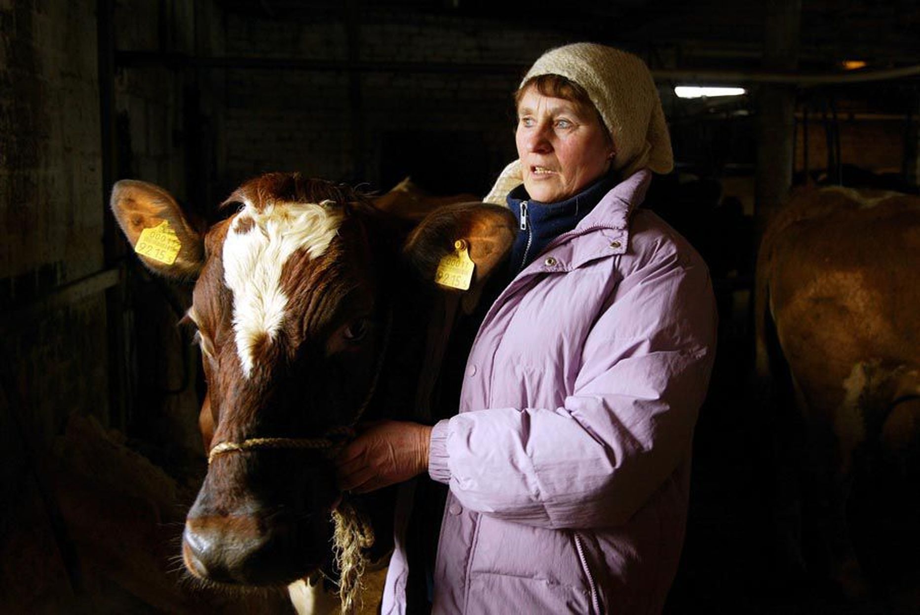 Lea Puuri piimakari on aastaid väga hea toodangu poolest silma paistnud. Praegu annavad kolm tema paremat lehma rohkem kui 14 tonni piima aastas.