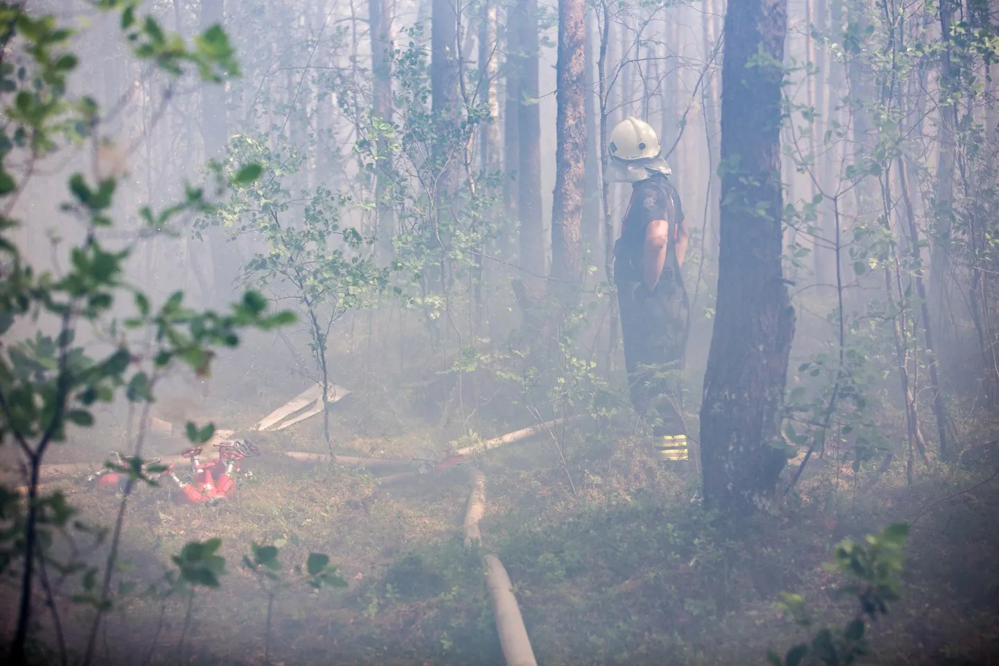 Metsapõleng. Foto on illustratiivne.