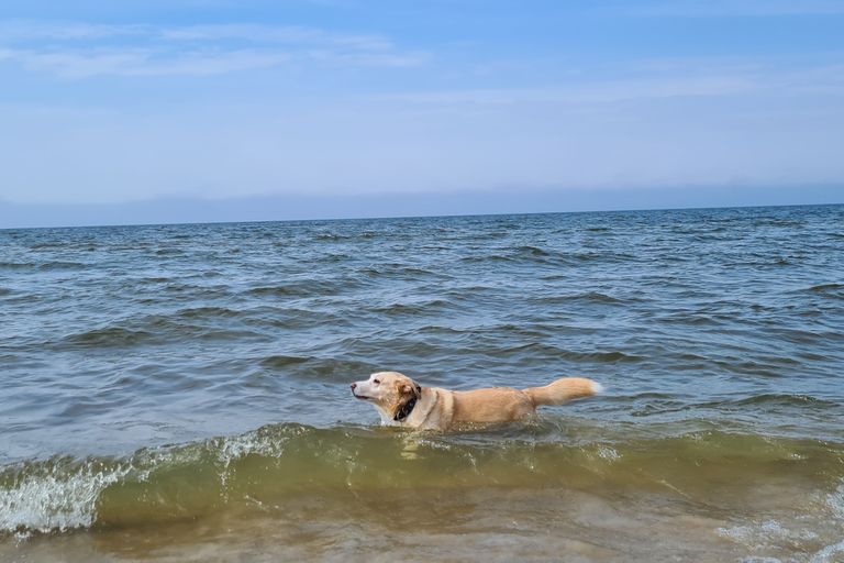 Palangas pludmalē var gan strādāt, gan atpūsties kopā ar suņiem