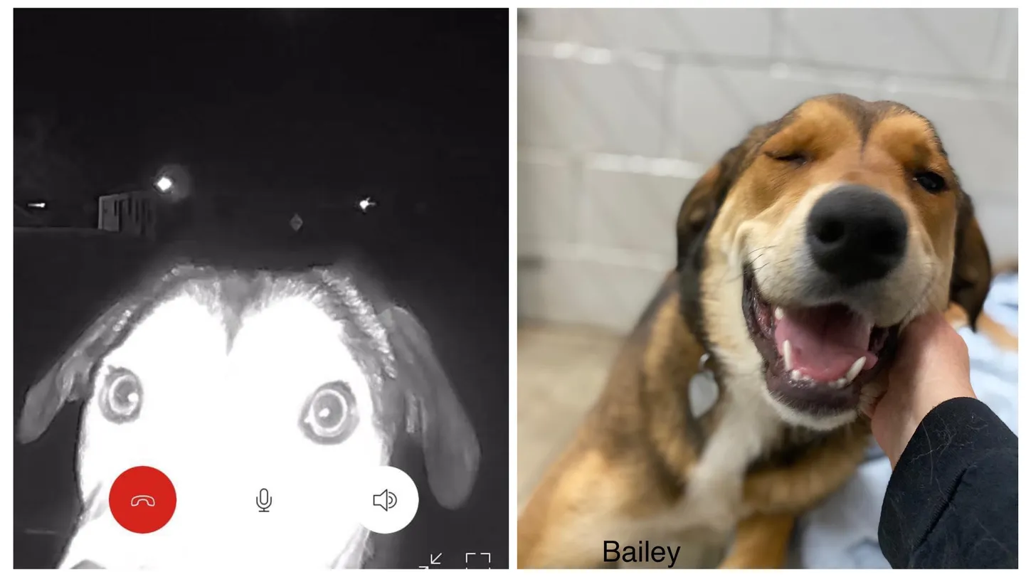 Bailey tuli tagasi varjupaika.