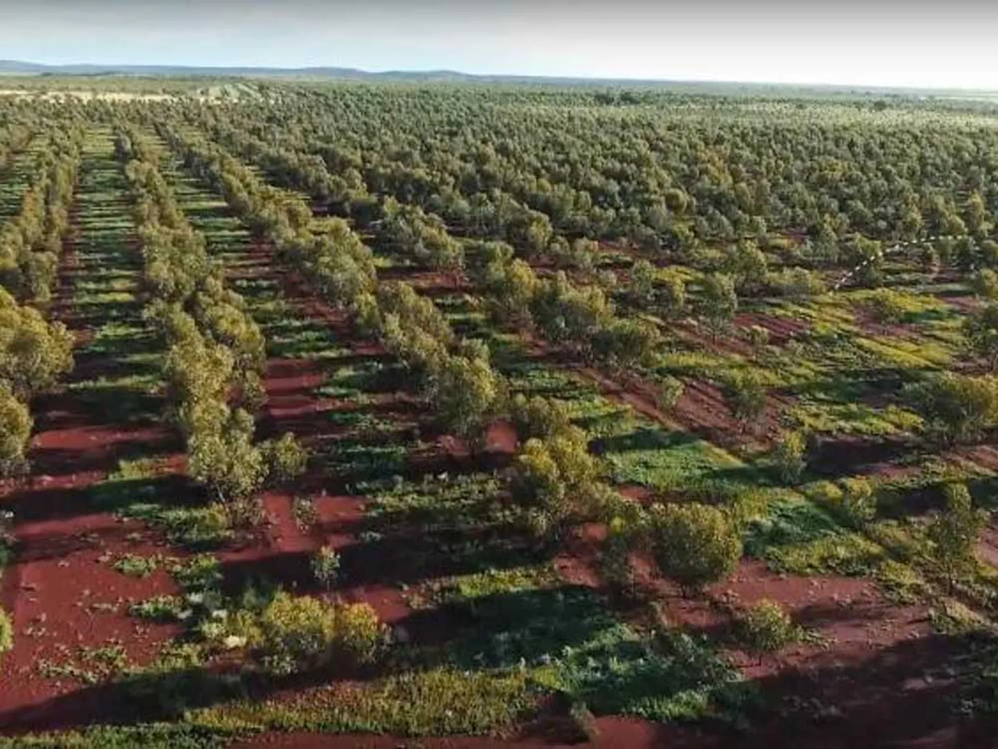 Austraalia taasmetsastamine on teadlaste hinnagul läbi kukkunud, aga riik müüb oma metsapõhiseid rohekrediite edasi.