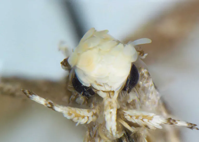 Neopalpa donaldtrumpi