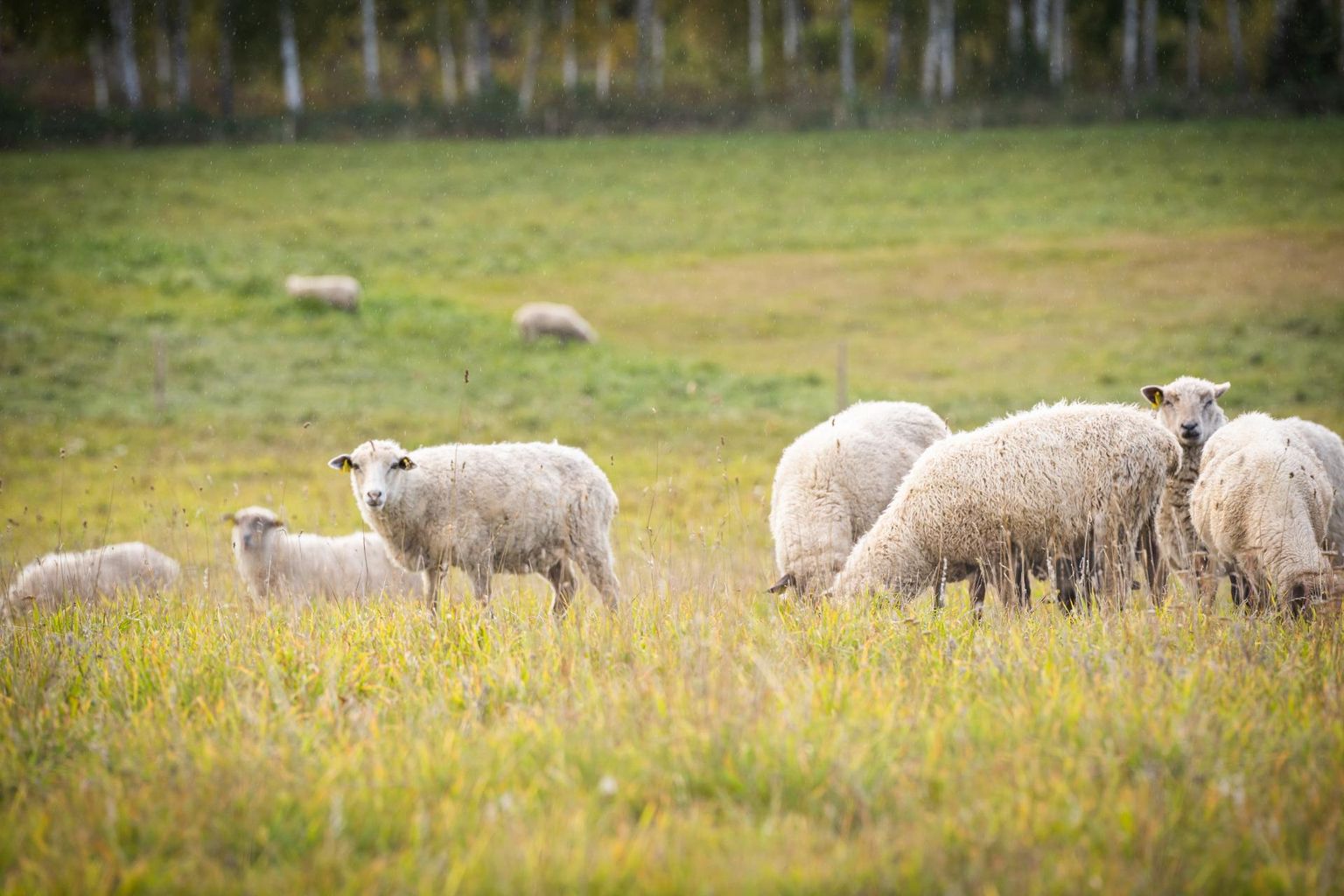 Kaspri talu lambad, kes ronkade rünnakust (veel) pääsenud on.