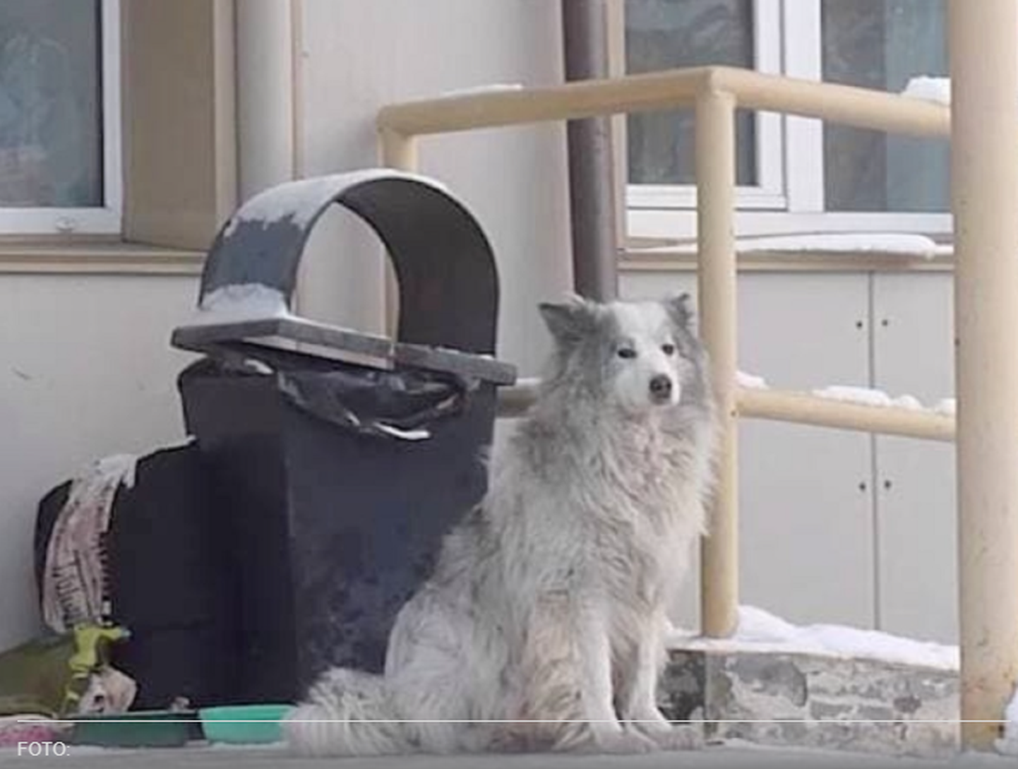 Truu koer ootab oma omanikku vankumatult juba poolteist aastat