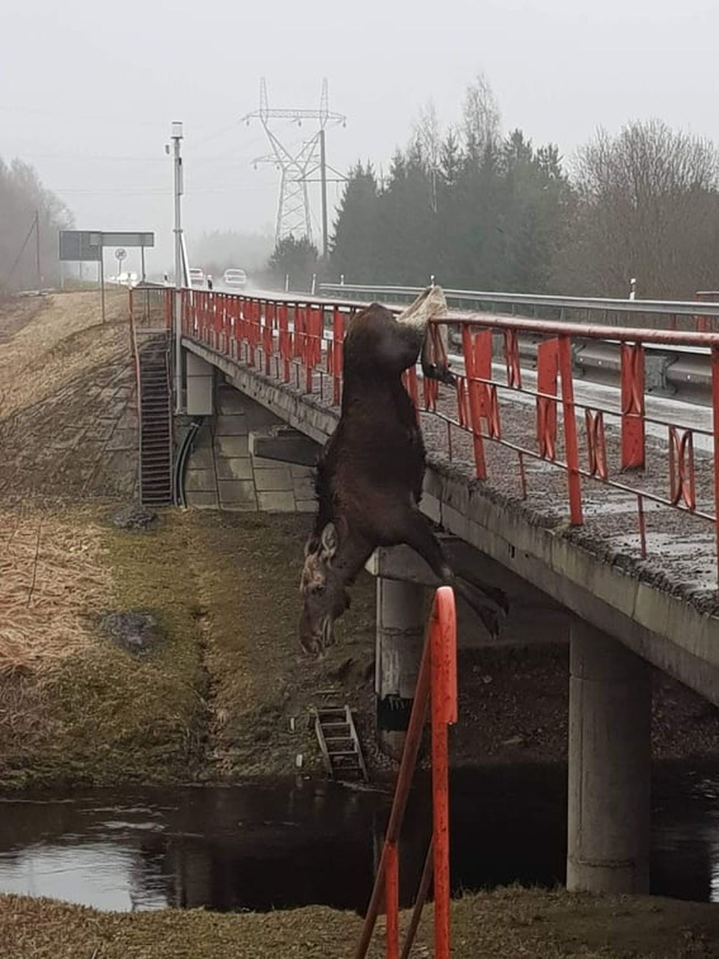 Põder takerdus Audru silla külge ja loom tuli eutaneerida.