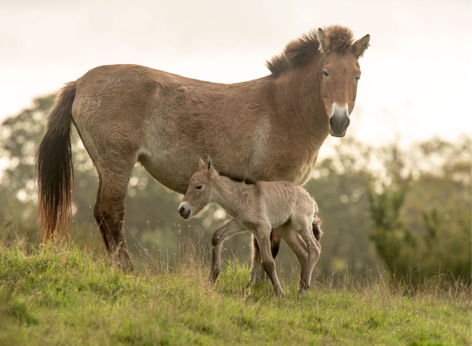 Przewalski hobune - kunagi pea väljasurnud looma tahetakse viia tagasi loodusesse.