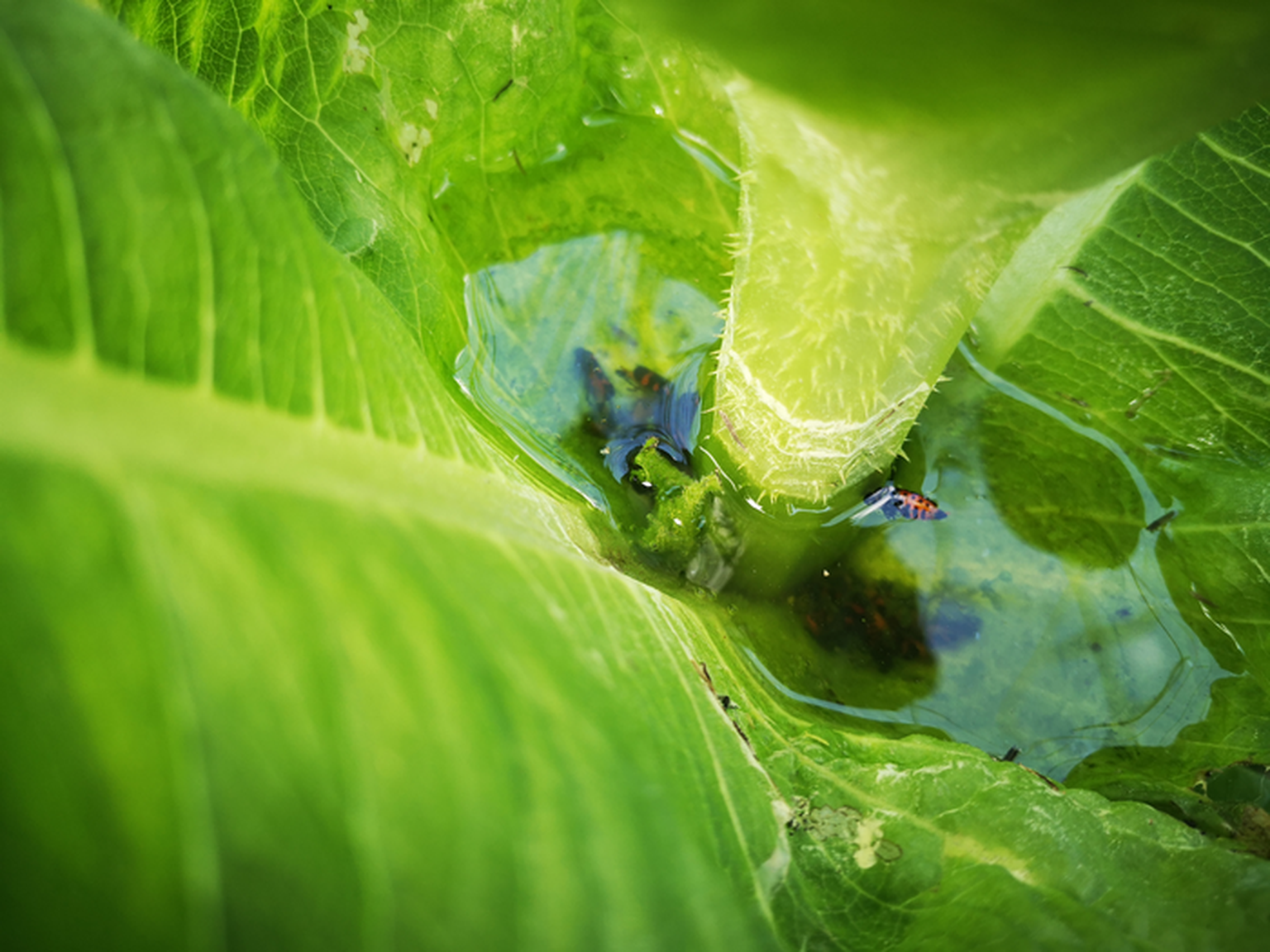 Taimelehtede moodustatud "veehoidlatest" võib lisaks mikroplastile ja mikroorganismidele leida ka putukaid.