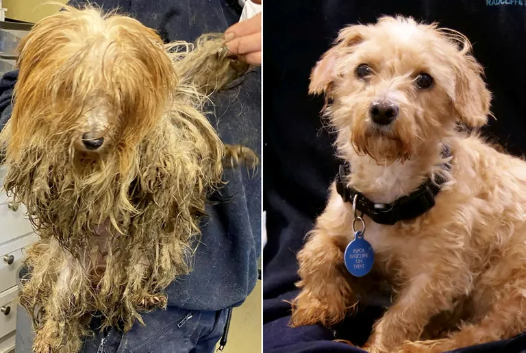 Terrier Tink enne ja pärast pügamist.