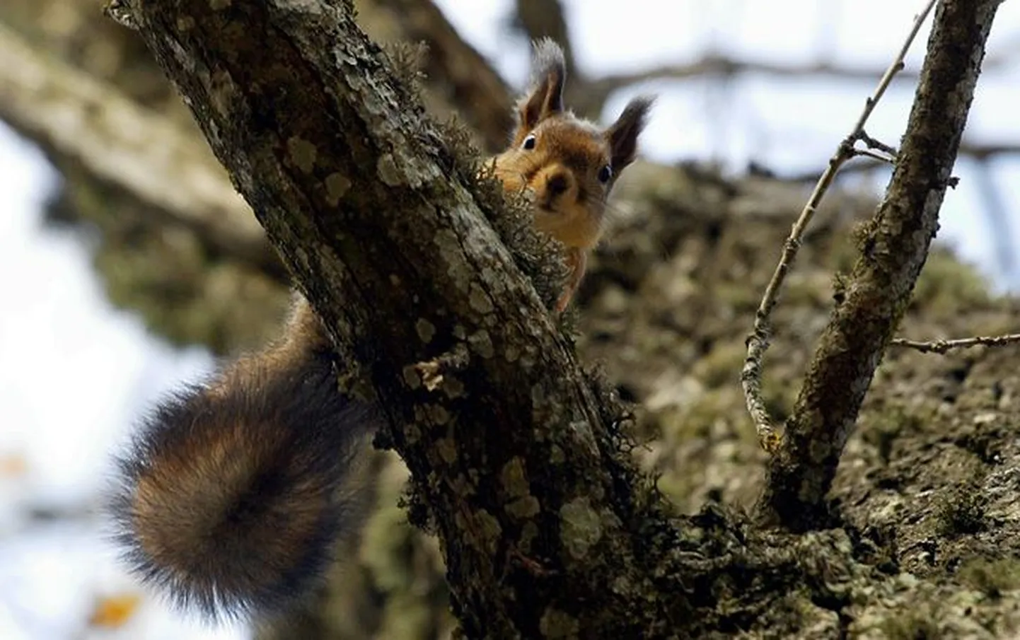 Orav liigub puult puule väga vilkalt, praegu on tal käsil talvevarude kogumine, mille ta peidab pessa või sambla alla.