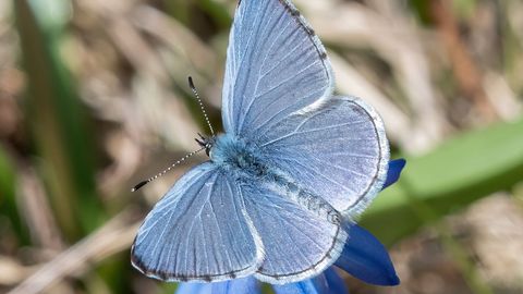 TEADUSE TERAD ⟩ Liblikate tiibu katavad tillukesed soomused