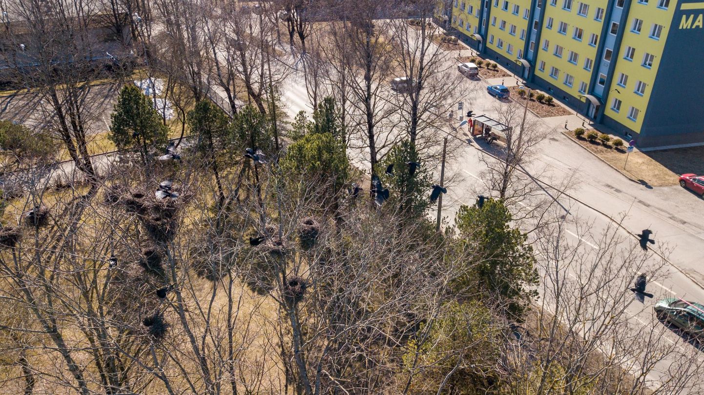 Pärnu Ravi ja Mai tänava puudelt kõrvaldatakse künnivareste pesad kevadeks.