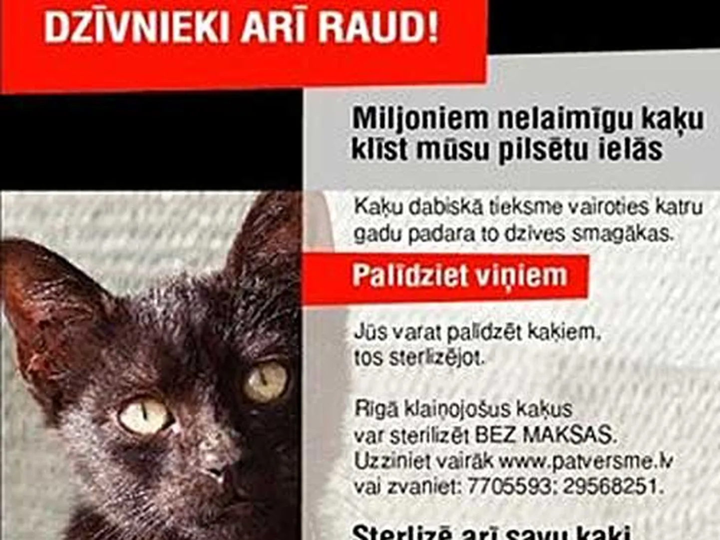Raksta foto