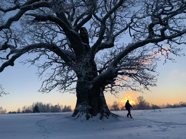 Pakane oli härma mässinud ka Tamme-Lauri tamme