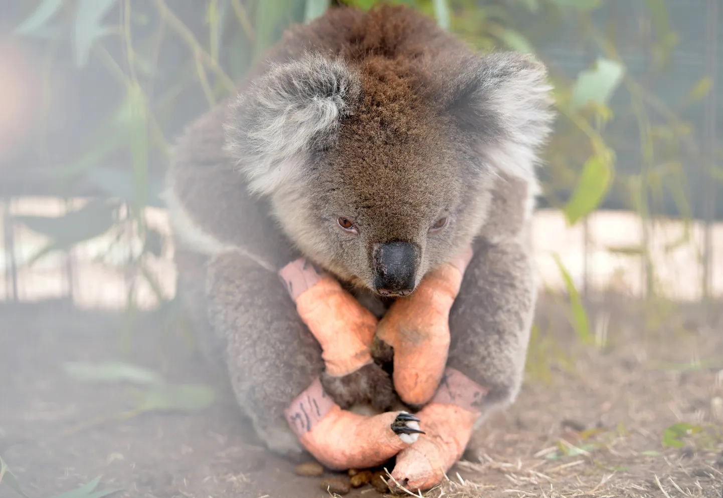 Austraalia põlengus viga saanud kooala, keda inimesed on saanud abistada.