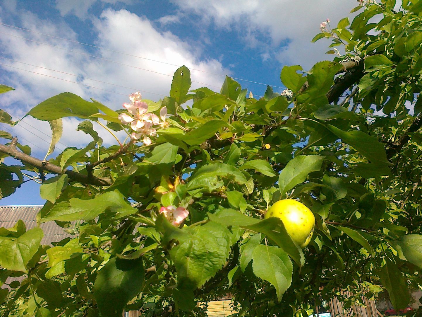 Õitsev õunapuu 13.09.2015