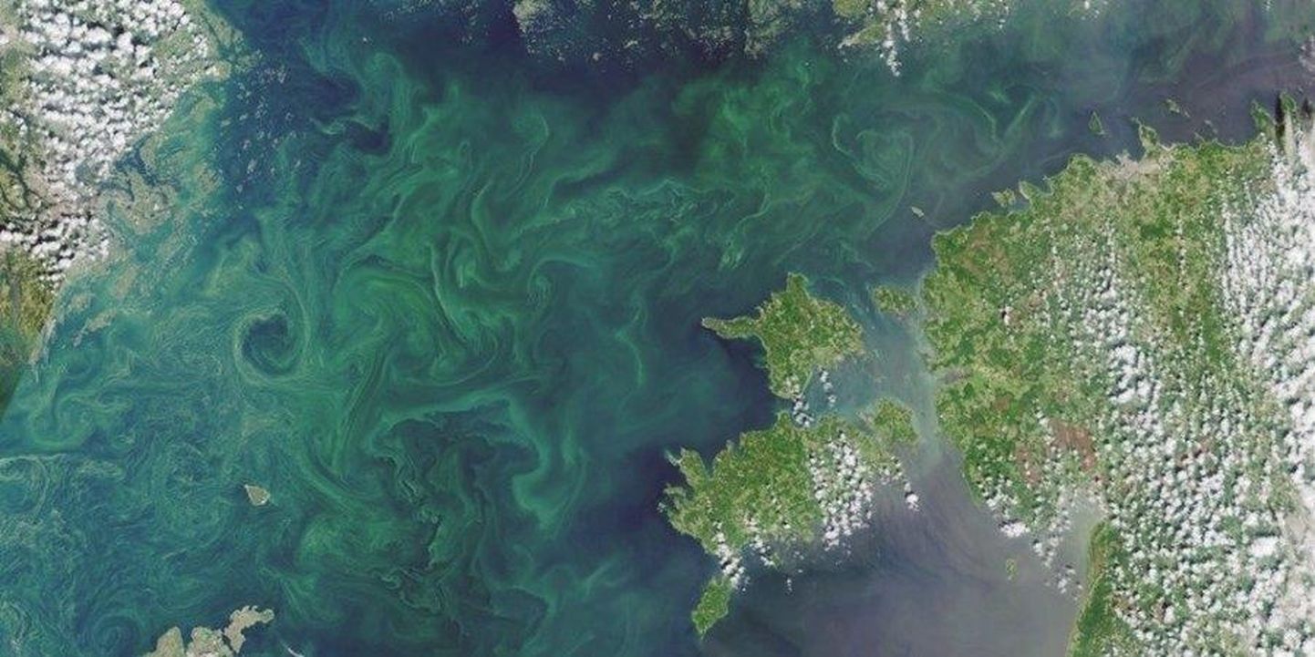 Läänemeres vohavad sinivetikad. Satelliidifoto: 19.07.2019/Sentinel 3.