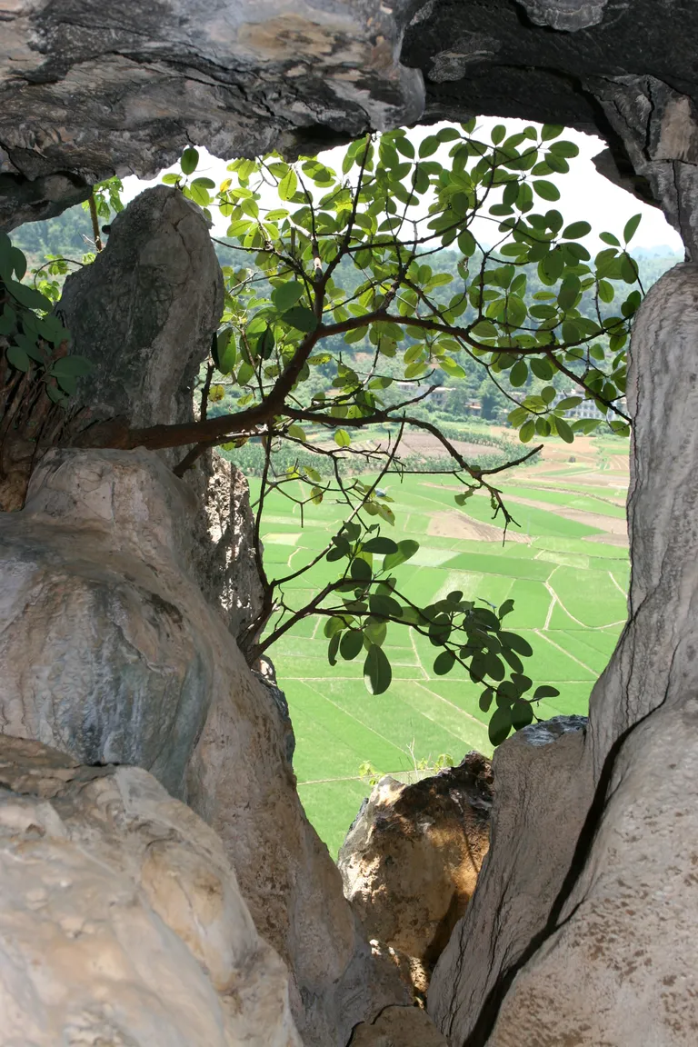 Hiigelahvi Gigantopithecus blacki fossiilid leiti Hiinast Guanxi piirkonnast Chuifengi koopast