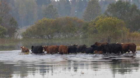 VIDEO ⟩ Soomaa veised võtavad vanni