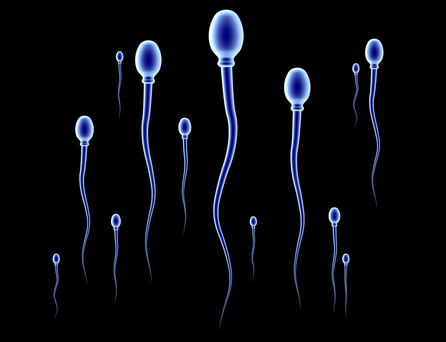 Spermatosoidid ehk spermid