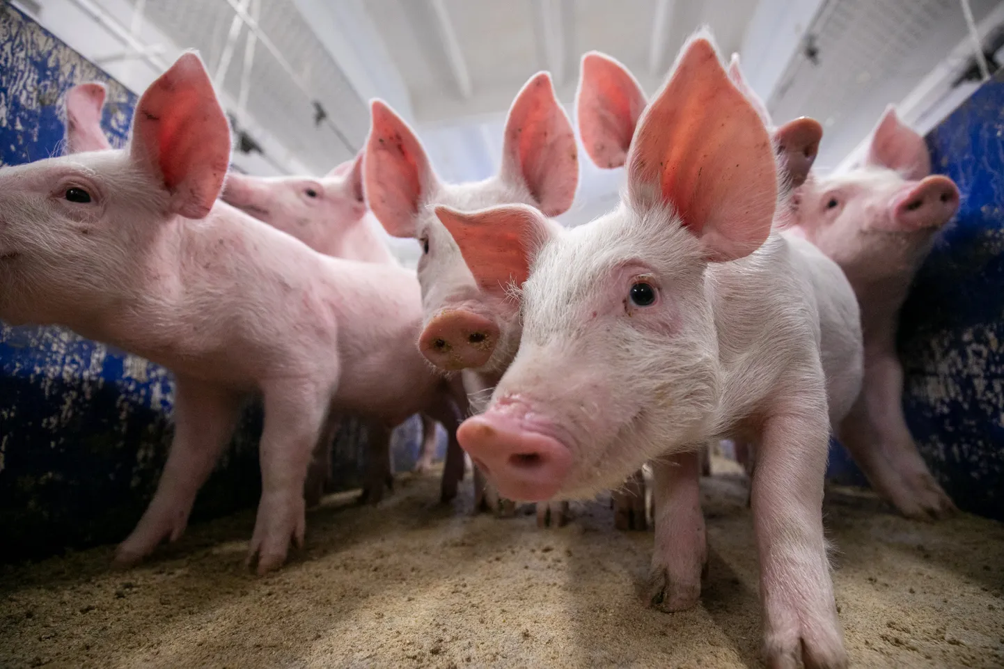 116 pigs killed due to ASF on farm in Southeast Estonia.