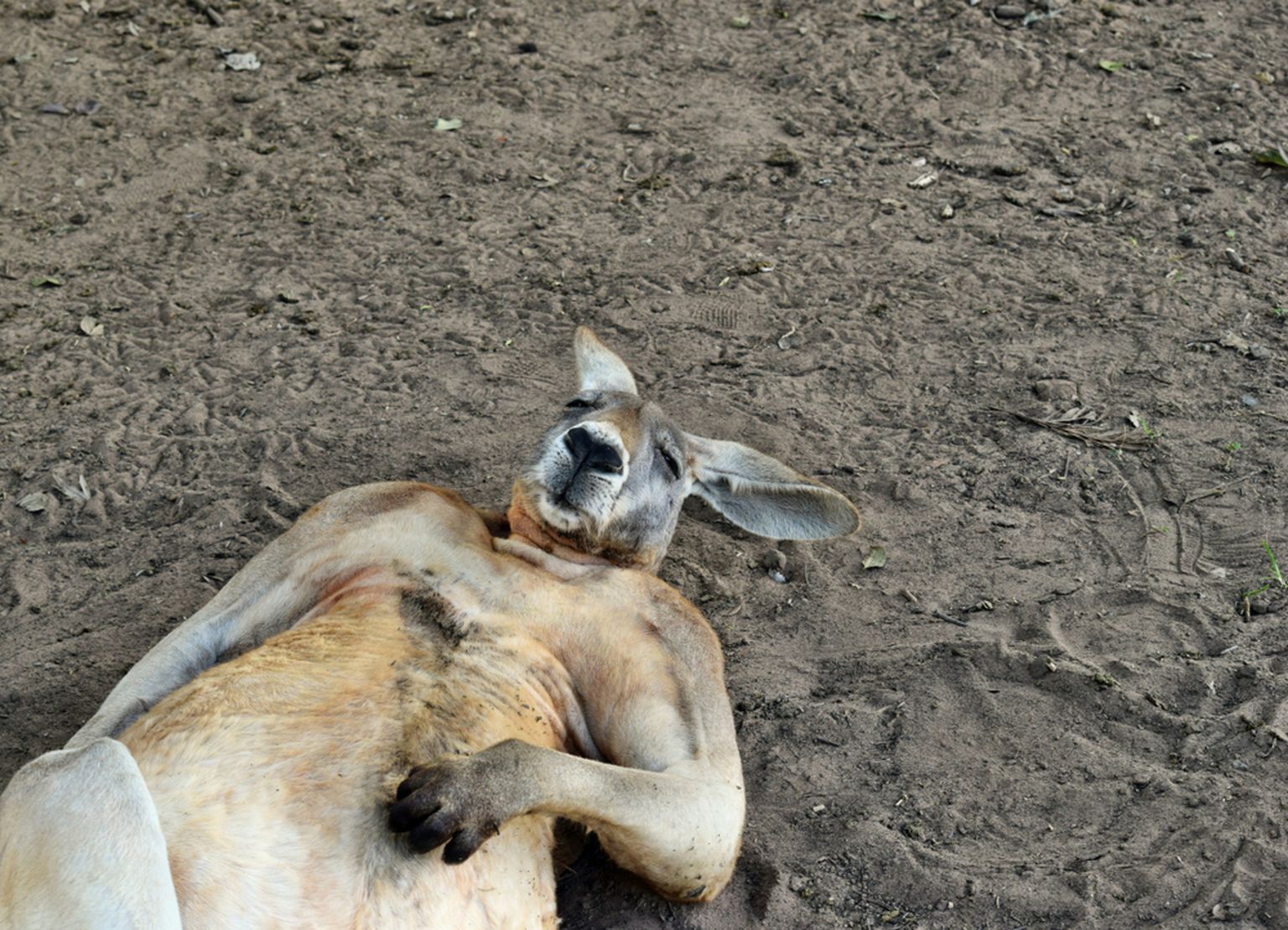 Magusalt magav känguru