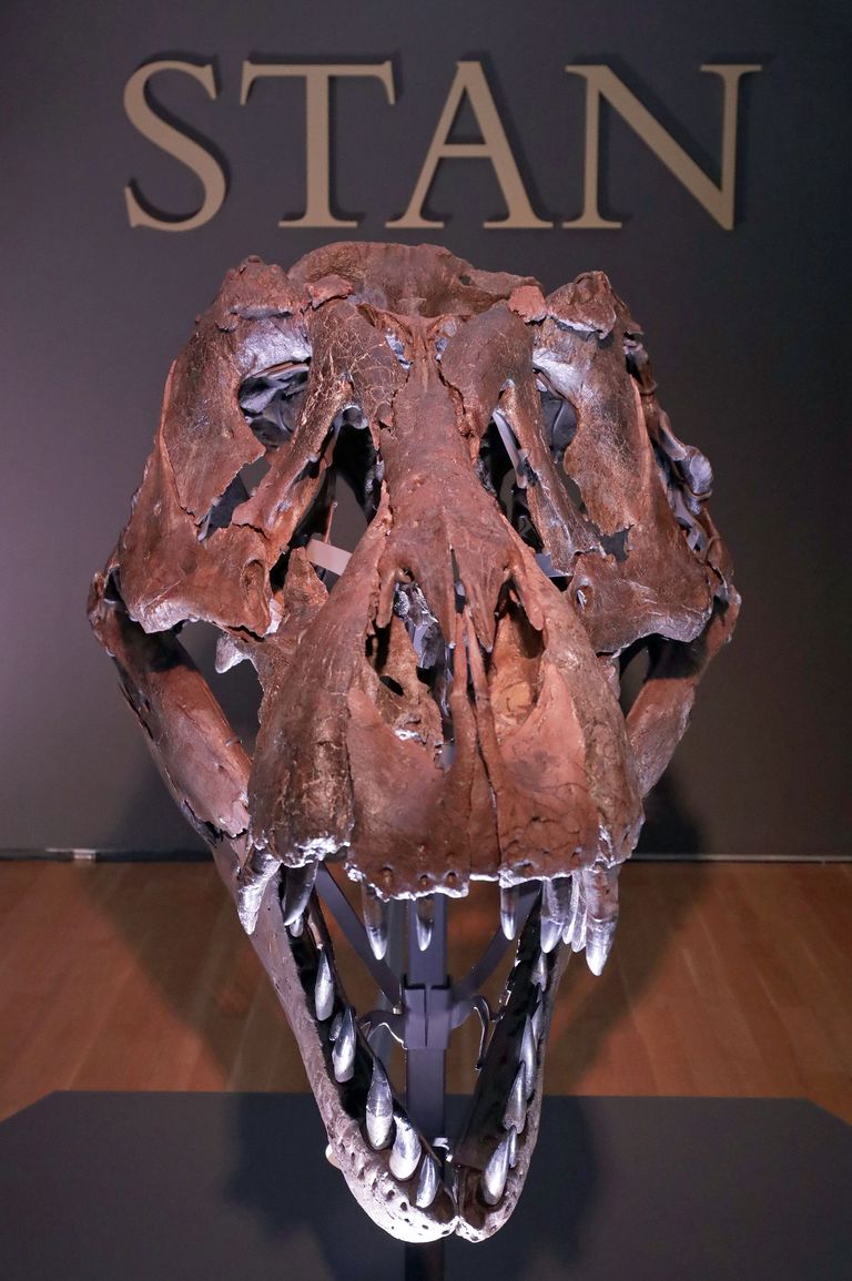 Tiranozaura "Stena" skelets