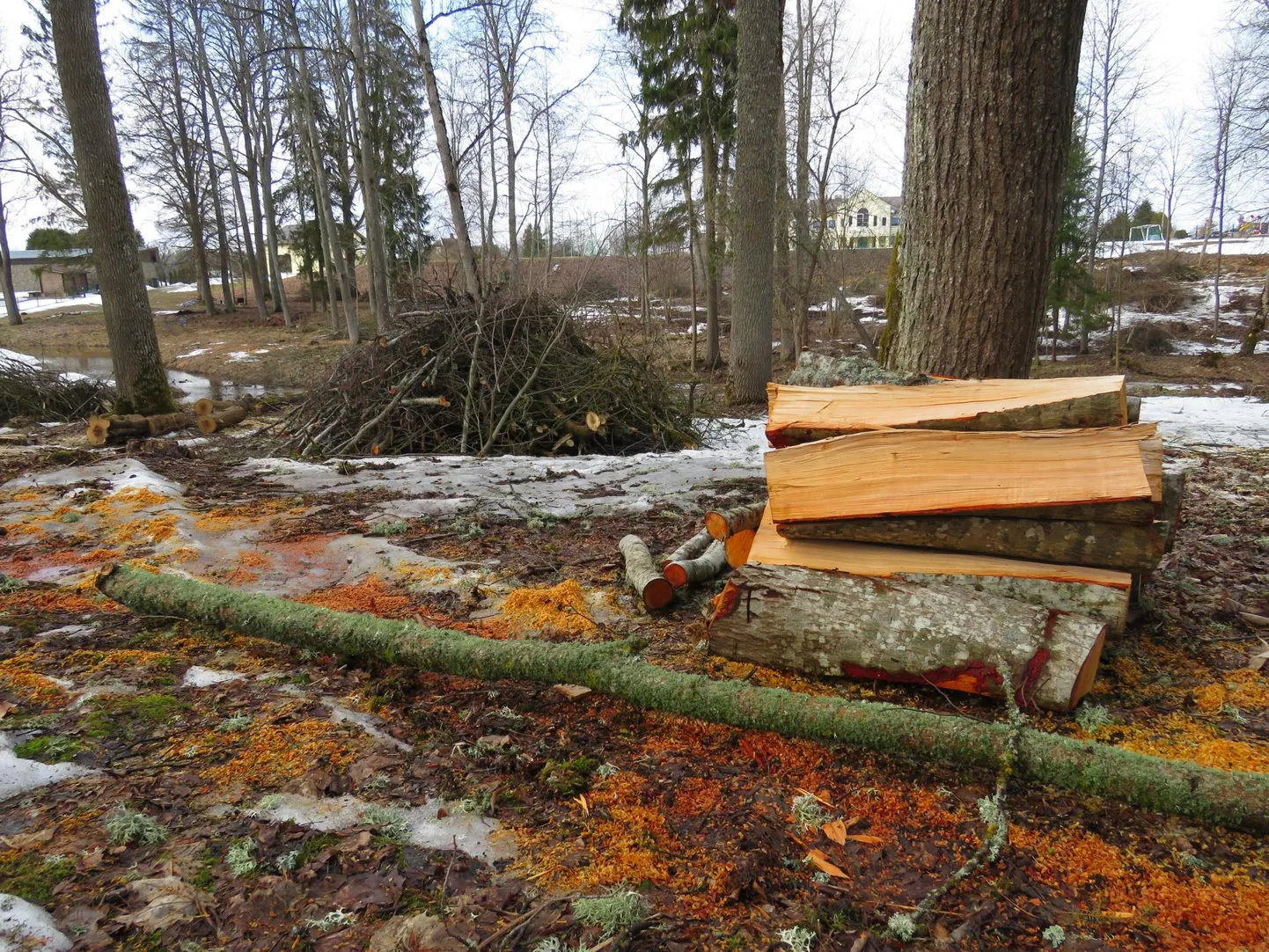 Ebaseaduslik raietöö Otepää vallas Keeni mõisa pargis on nüüd kaasa toonud keskkonnainspektsiooni uurimise.