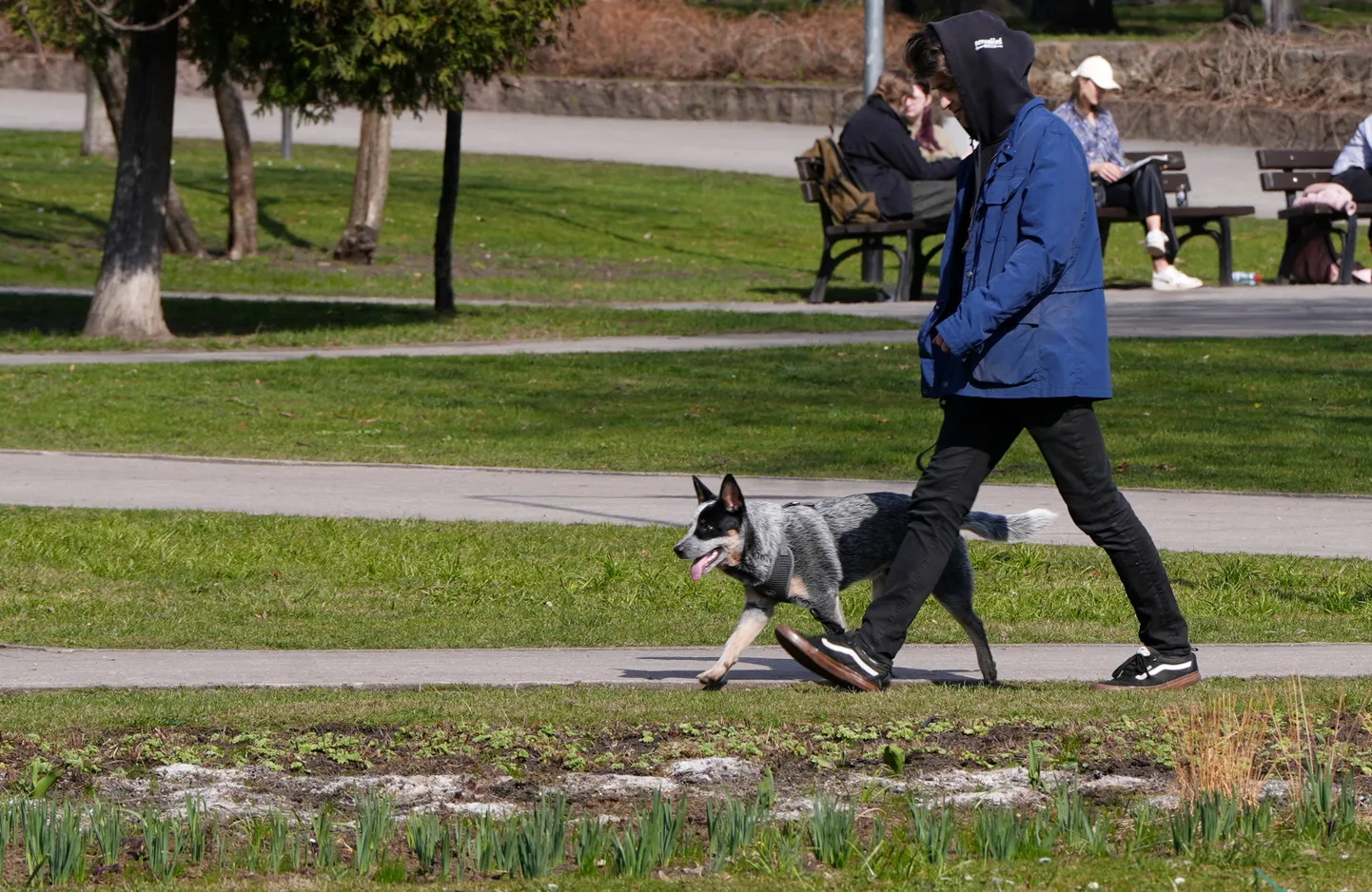 Jaunietis pastaigājas ar suni Vērmanes dārzā.