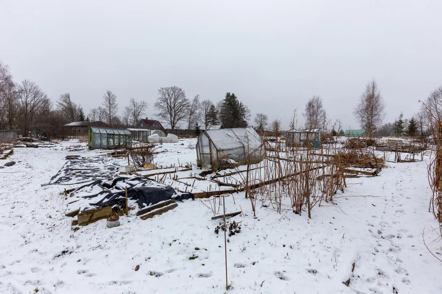 Riigile kuuluv Leola tänav 59 kinnistu on praegu registreeritud korterelamumaana, kuid tegelikult kasutavad inimesed seda aiamaana.